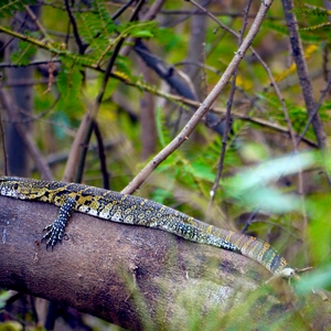 Un varan du Nil sur une branche - Rwanda  - collection de photos clin d'oeil, catégorie animaux